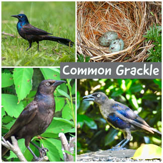Common Grackle